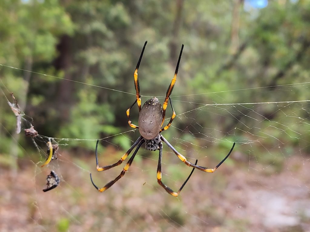 Golden Orb Spider