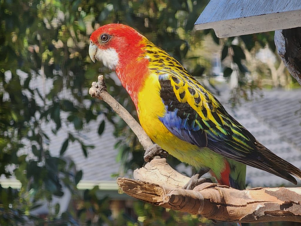 Rosella1